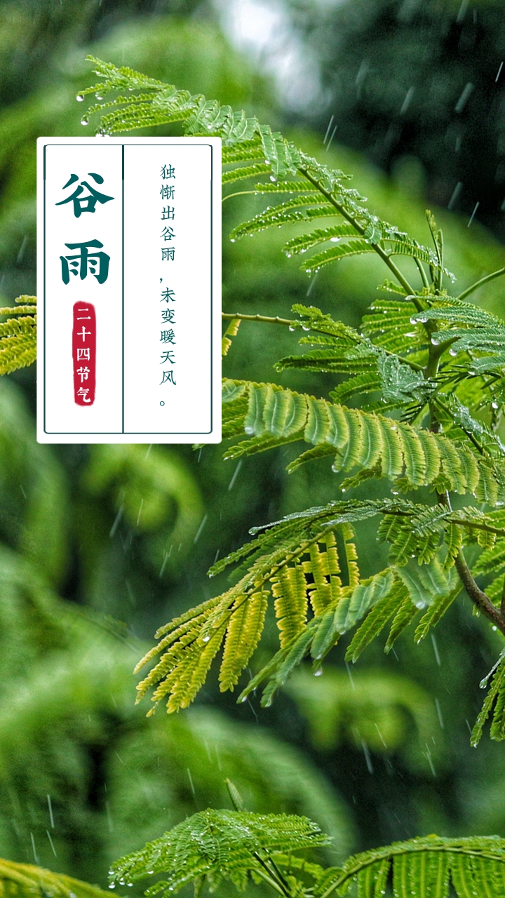 简约图文谷雨节气手机海报.jpg